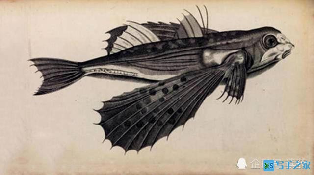 《山海经》会飞的鱼，能变成石头，在南海真实存在