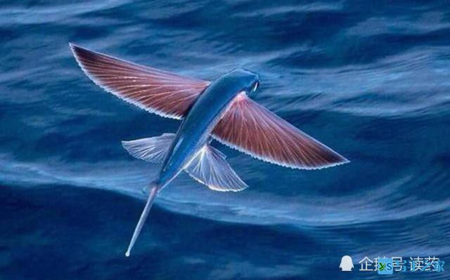 《山海经》会飞的鱼，能变成石头，在南海真实存在