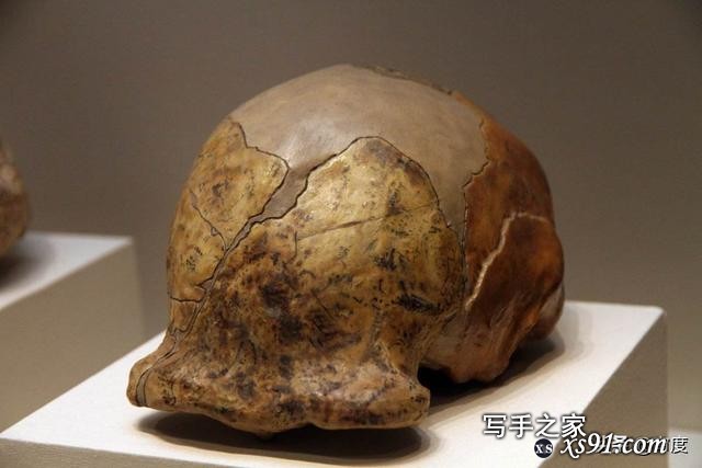 骇人伤痕揭示的可怕历史：北京猿人遭入侵，沦为食物还被灭绝-4.jpg